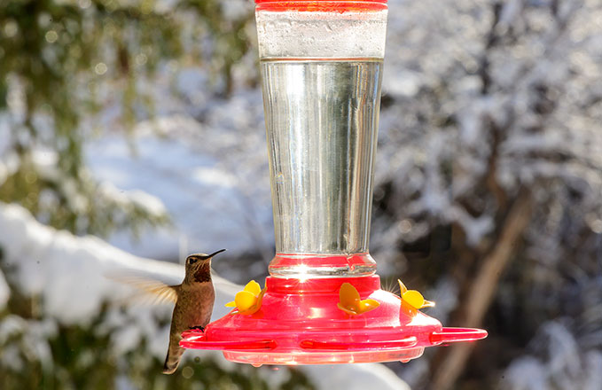 Wildlife Photography Nevada